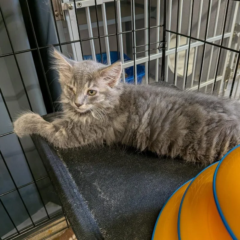 A baby small-sized male Gray / Blue / Silver Domestic Long Hair cat named Navarred for adoption in Greenville, PA