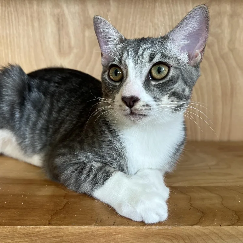 Tom