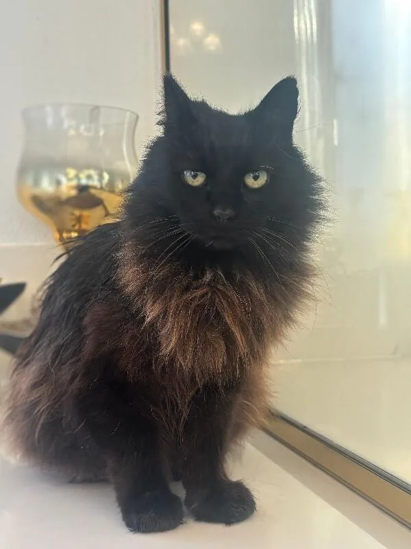 Sycamore thumbnail 2