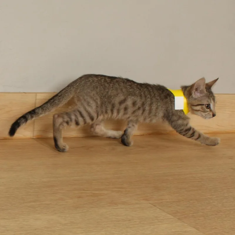 A baby small-sized male Brown / Chocolate Domestic Short Hair cat named Itadori C for adoption in Minnetonka, MN