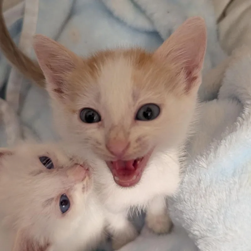 A baby small-sized female Orange / Red Domestic Short Hair cat named Fried Rice for adoption in Ocala, FL