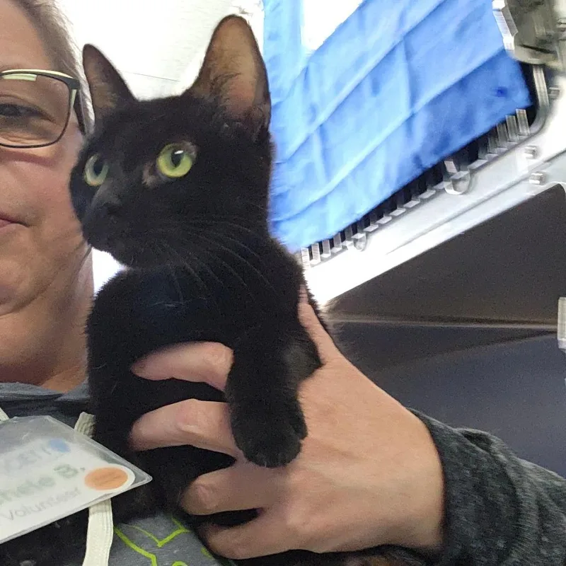 An adult medium-sized female Black Domestic Short Hair cat named Betty Gertrude for adoption in Grand Rapids, MI