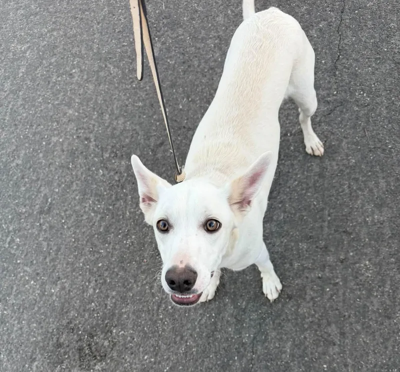 An adult medium-sized male Australian Kelpie dog named 61842017 for adoption in Elko, NV