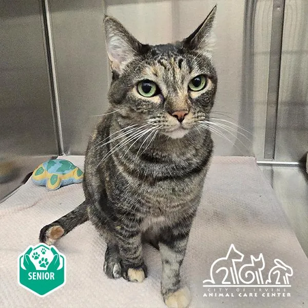 An adult small-sized female Domestic Short Hair cat named Willow for adoption in Irvine, CA