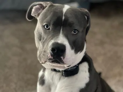 An adult medium-sized female Gray / Blue / Silver Pit Bull Terrier dog named GiGi for adoption in El Paso, TX