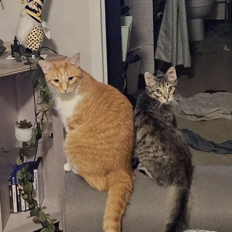 A young medium-sized male Domestic Medium Hair cat named Fanta and Felix Courtesy for adoption in Midland, MI
