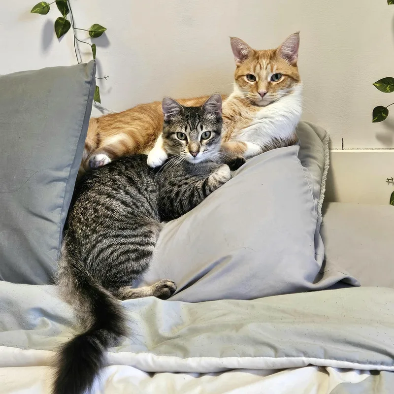 Fanta and Felix Courtesy thumbnail 2