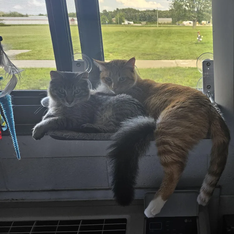 Fanta and Felix Courtesy thumbnail 3