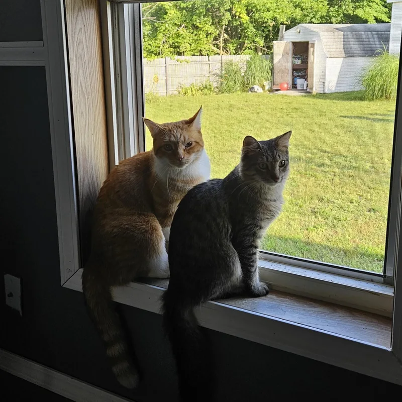 Fanta and Felix Courtesy thumbnail 5