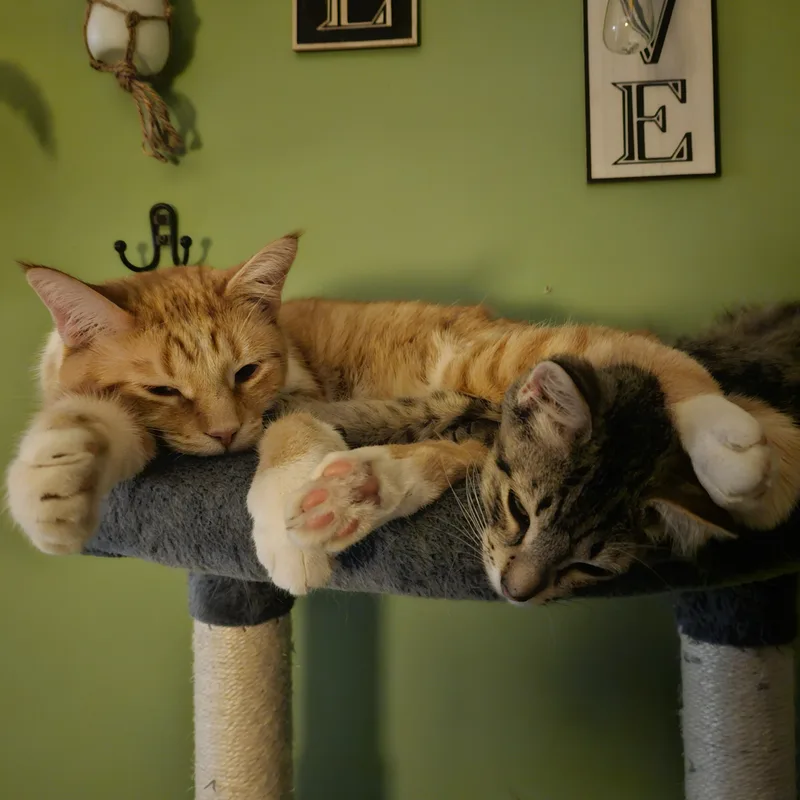 Fanta and Felix Courtesy thumbnail 6