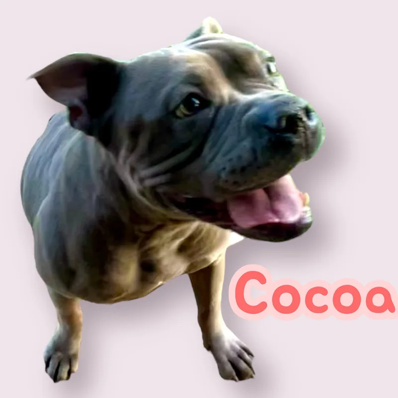 Cocoa  Sc thumbnail 3