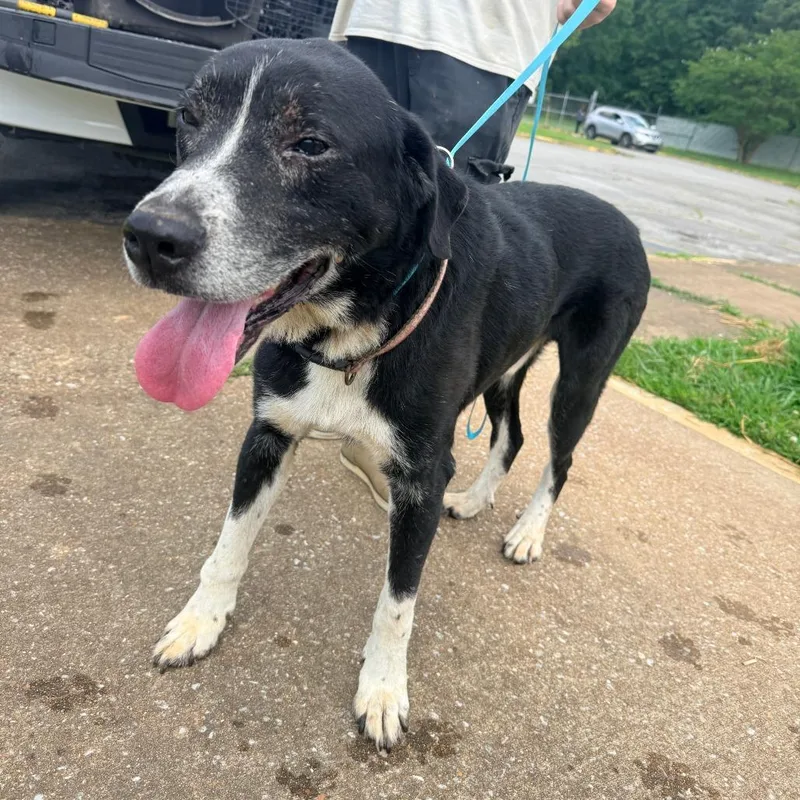A senior medium-sized male Black Mixed Breed dog named Rufus for adoption in Corinth, MS