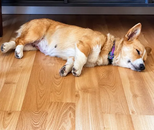 An adult medium-sized female Corgi dog named Olive for adoption in Amity, OR