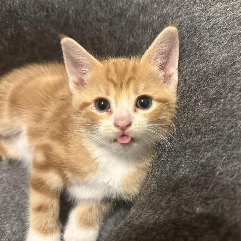 Butterfinger thumbnail 3