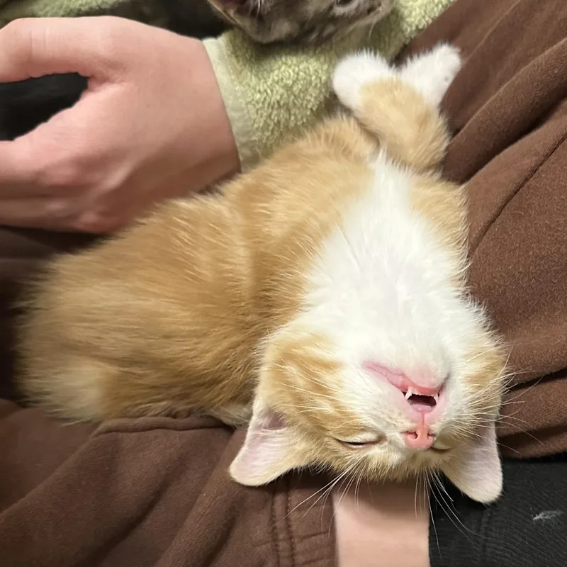 Butterfinger thumbnail 4