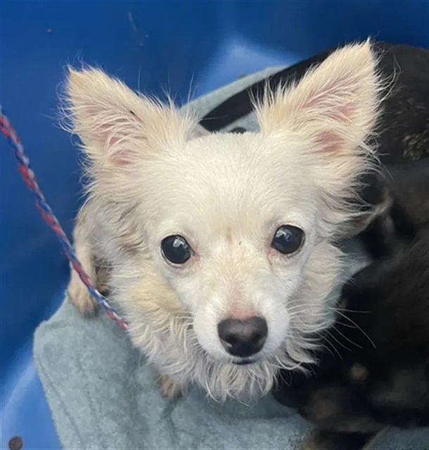 An adult small-sized female Mixed Breed dog named Fry for adoption in Dallas, TX