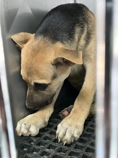 A baby large-sized female Mixed Breed dog named Mya for adoption in Dallas, TX