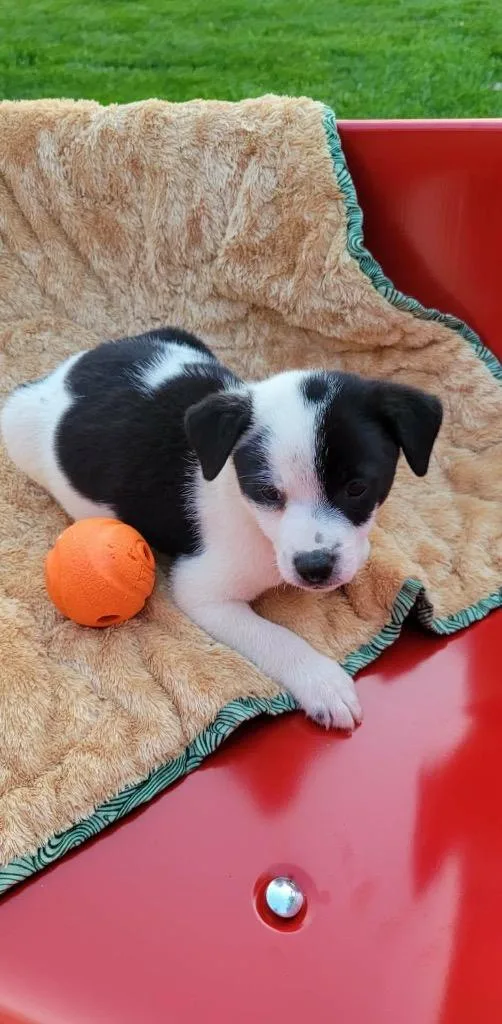 A baby small-sized male Australian Cattle Dog / Blue Heeler dog named Stormy for adoption in Indianapolis, IN