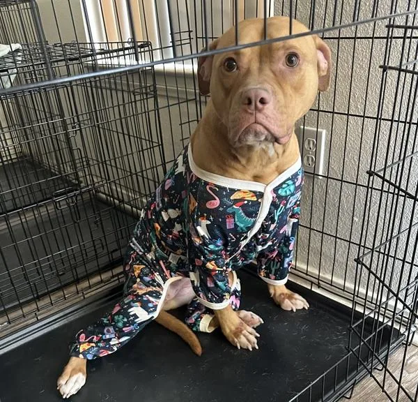 An adult large-sized female Pit Bull Terrier dog named Dulce for adoption in El Cajon, CA