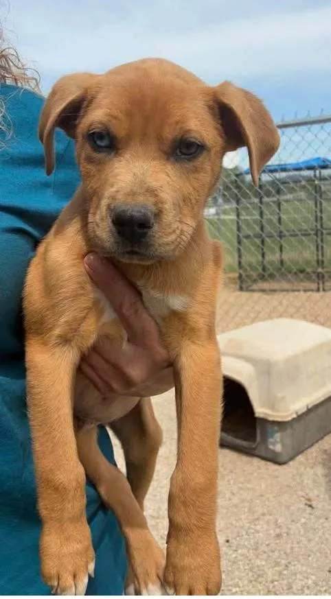 A young medium-sized male Golden Mixed Breed dog named Butter for adoption in Munfordville, KY