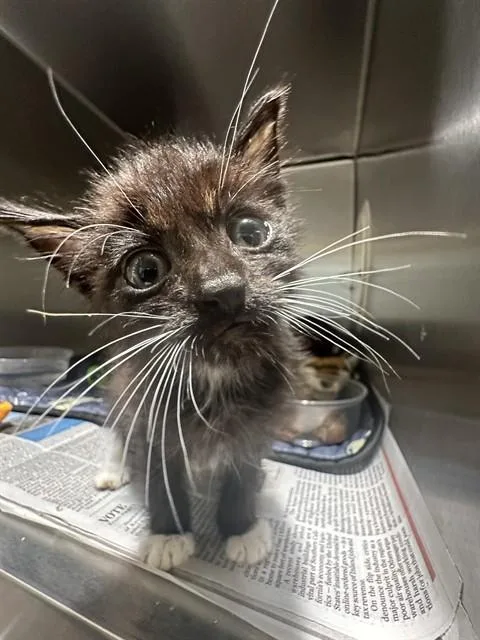 A baby small-sized male Domestic Short Hair cat named Max for adoption in Riverside, CA