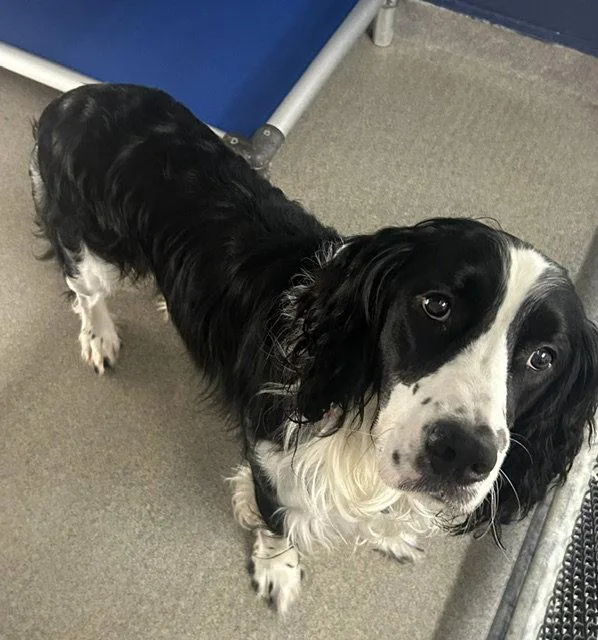 An adult medium-sized male English Springer Spaniel dog named Winston  Yr Old for adoption in Sterling, MA