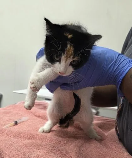 A baby small-sized female Domestic Short Hair cat named Pumpkin for adoption in Sacramento, CA