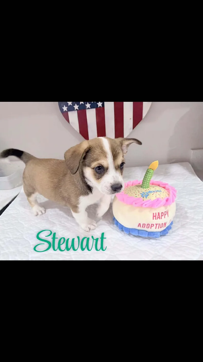Stewart thumbnail 2