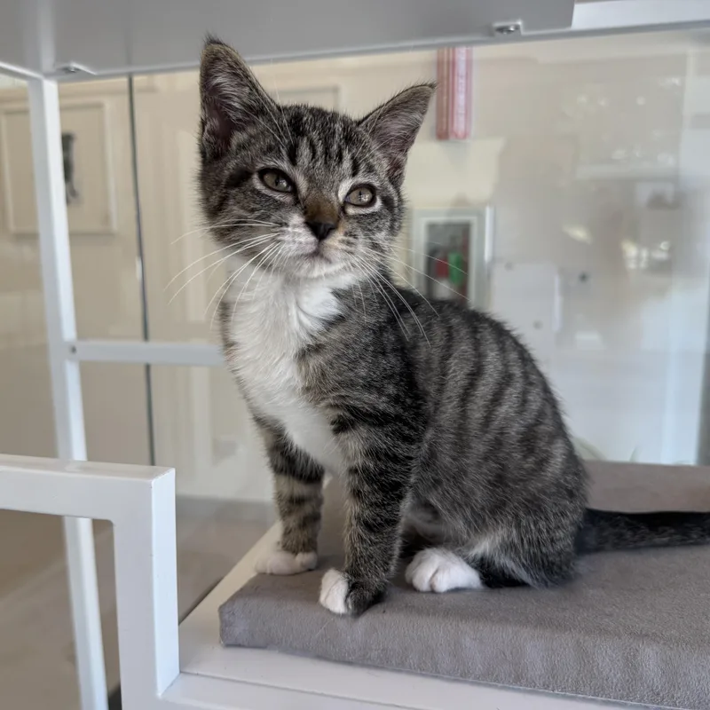 A baby medium-sized female Domestic Short Hair cat named Iris for adoption in Evanston, IL