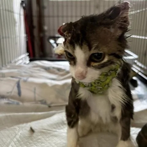 A young medium-sized male Gray & White Domestic Medium Hair cat named Theo for adoption in Brockport, NY
