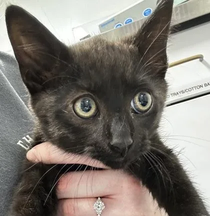 A baby small-sized male Domestic Short Hair cat named Fried Egg for adoption in Cumming, GA
