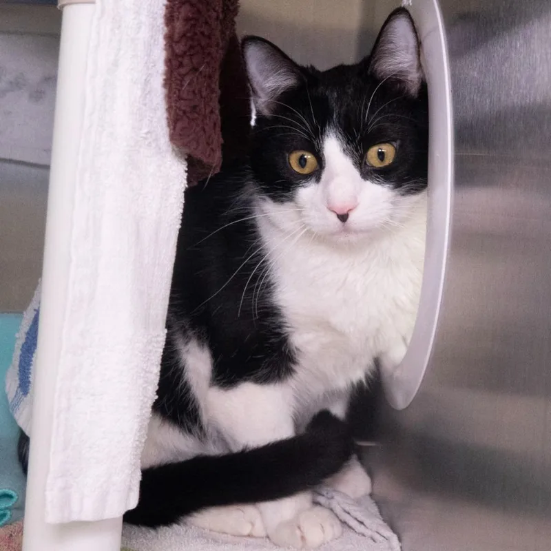 A baby medium-sized male Domestic Short Hair cat named Domino for adoption in Shoreline, WA