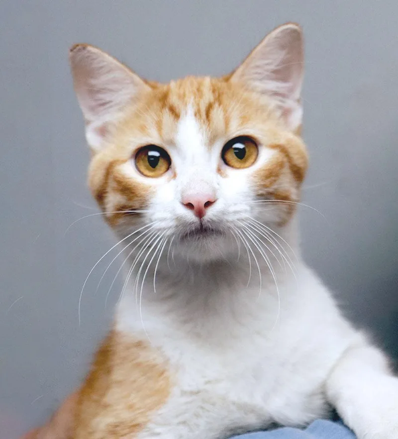 A young medium-sized male Domestic Short Hair cat named Jacaerys for adoption in Kansas City, KS