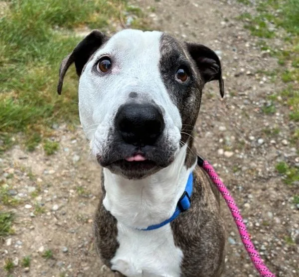 A senior large-sized female Pit Bull Terrier dog named Ruby for adoption in Silverdale, WA