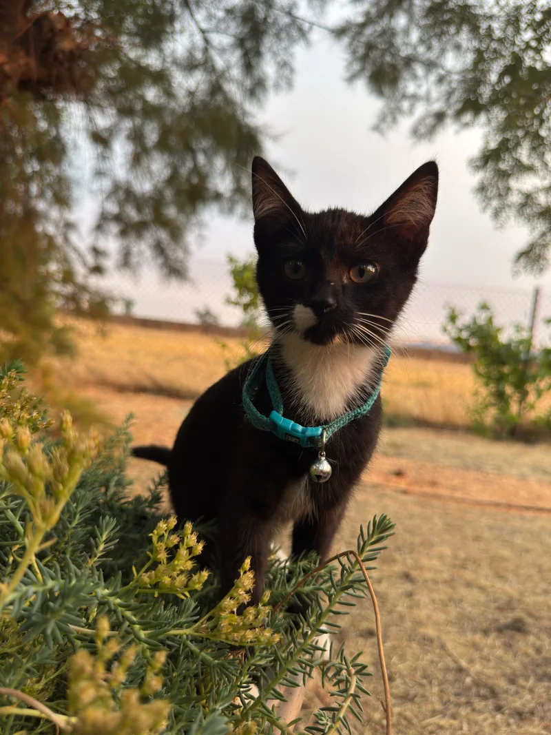 A baby medium-sized female Black & White / Tuxedo Tuxedo cat named Clover for adoption in Pasco, WA