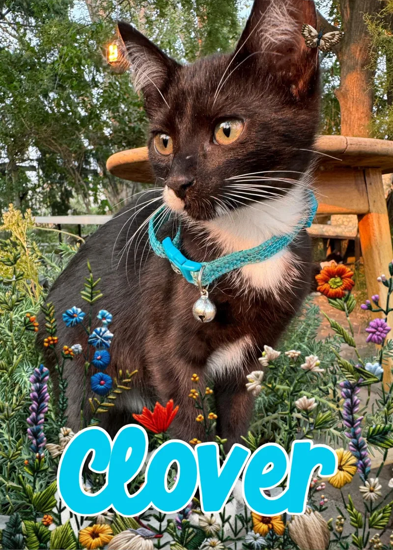 Clover thumbnail 6