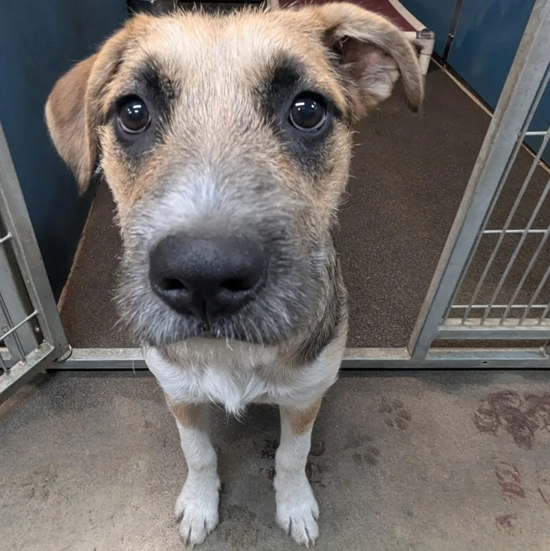 A baby medium-sized female Tricolor (Brown, Black, & White) Mixed Breed dog named Nani for adoption in The Dalles, OR