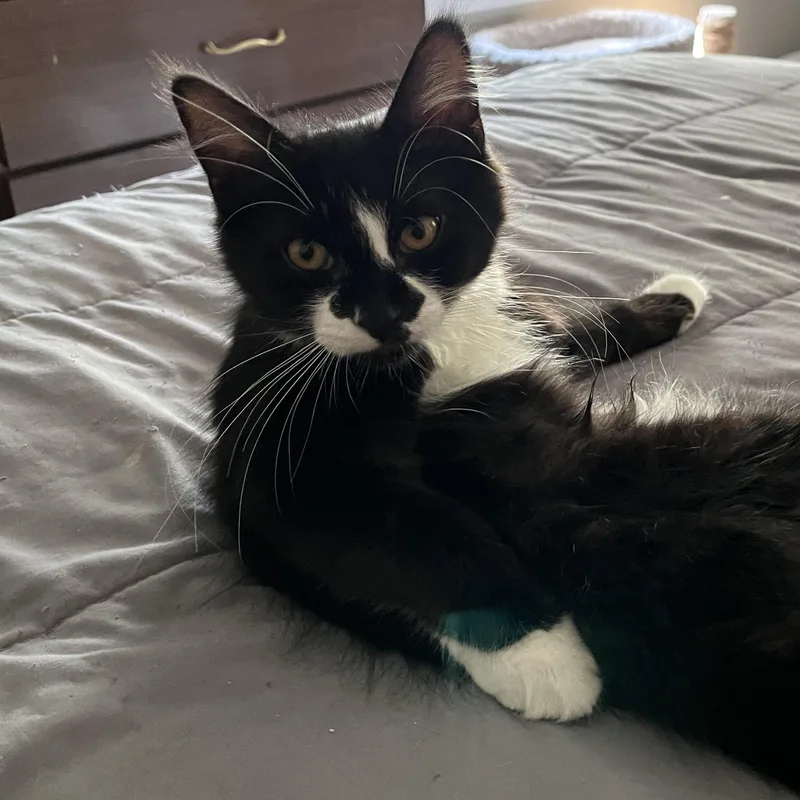 Penelope