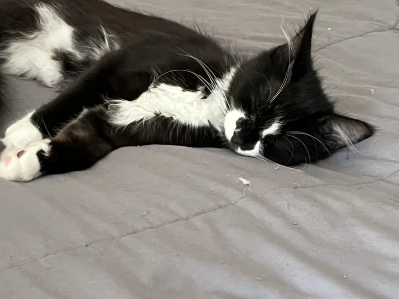 Penelope thumbnail 4