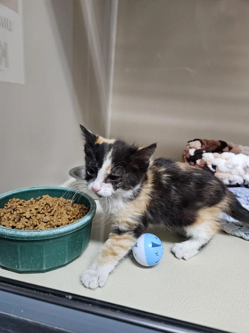A young small-sized female Calico Domestic Medium Hair cat named 61279214 for adoption in Elko, NV