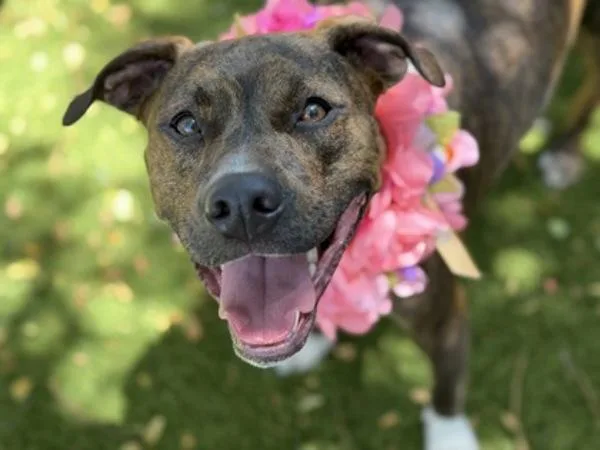 An adult large-sized female Pit Bull Terrier dog named Sassy for adoption in Vancouver, WA