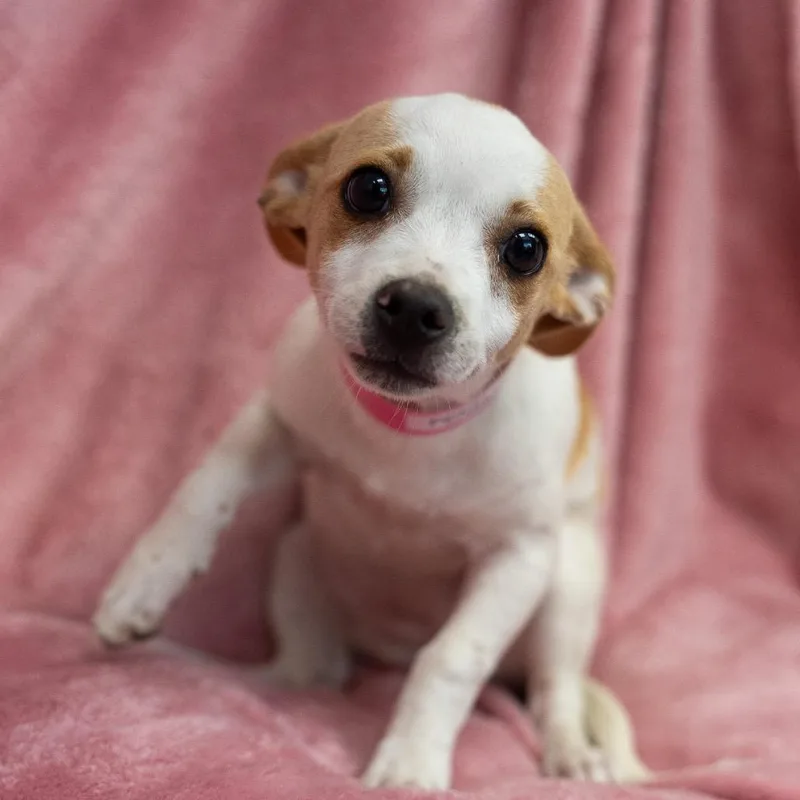 Penelope thumbnail 3