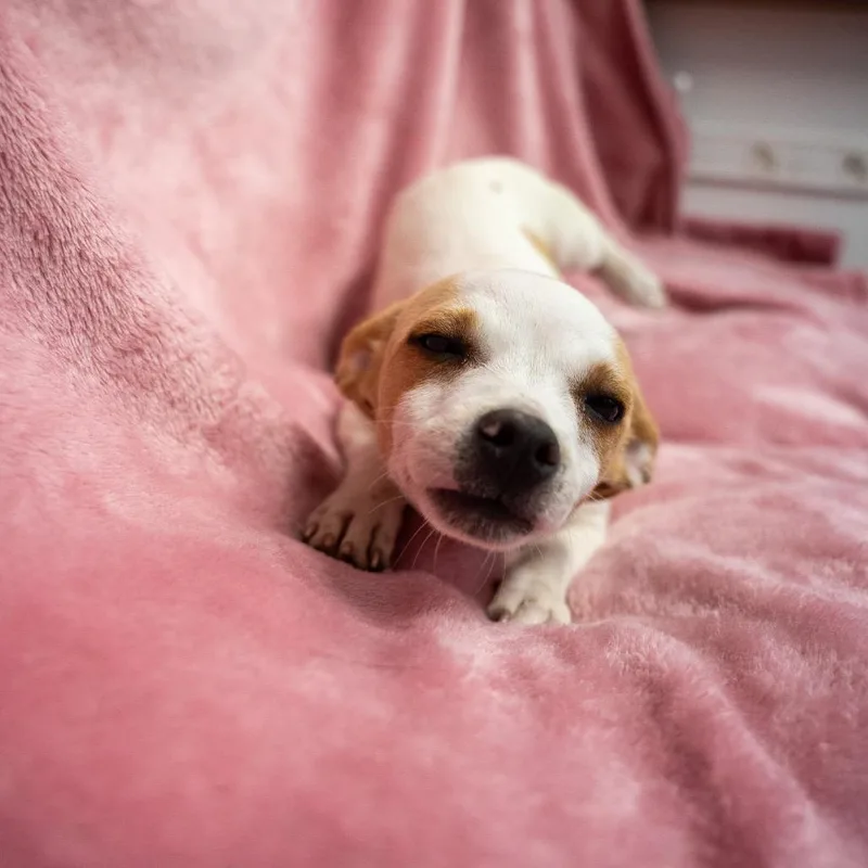 Penelope thumbnail 6