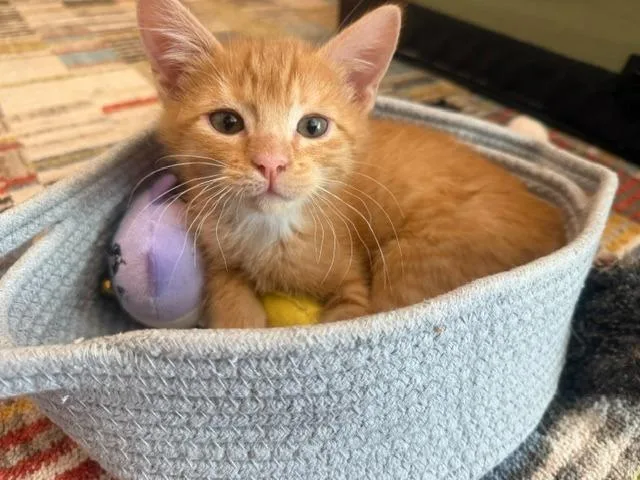 A baby small-sized male Domestic Short Hair cat named Emmett for adoption in Ogden, UT