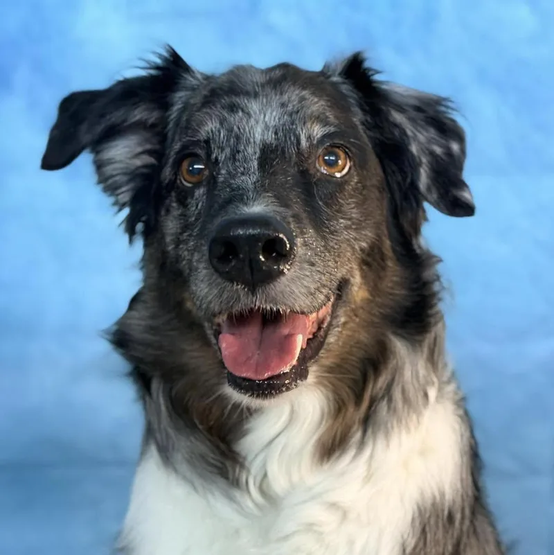 An adult medium-sized male Australian Shepherd dog named Diesel for adoption in Oklahoma City, OK