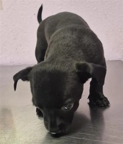 A baby small-sized male Black Mixed Breed dog named 61806510 for adoption in El Paso, TX