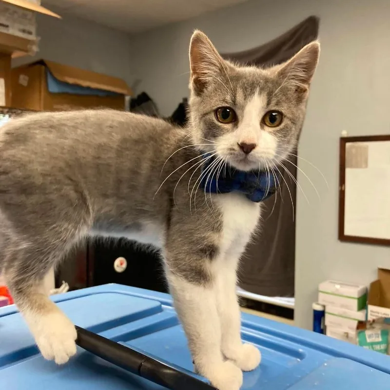 A baby small-sized female Gray / Blue / Silver Domestic Short Hair cat named Spiffy for adoption in Duncan, OK