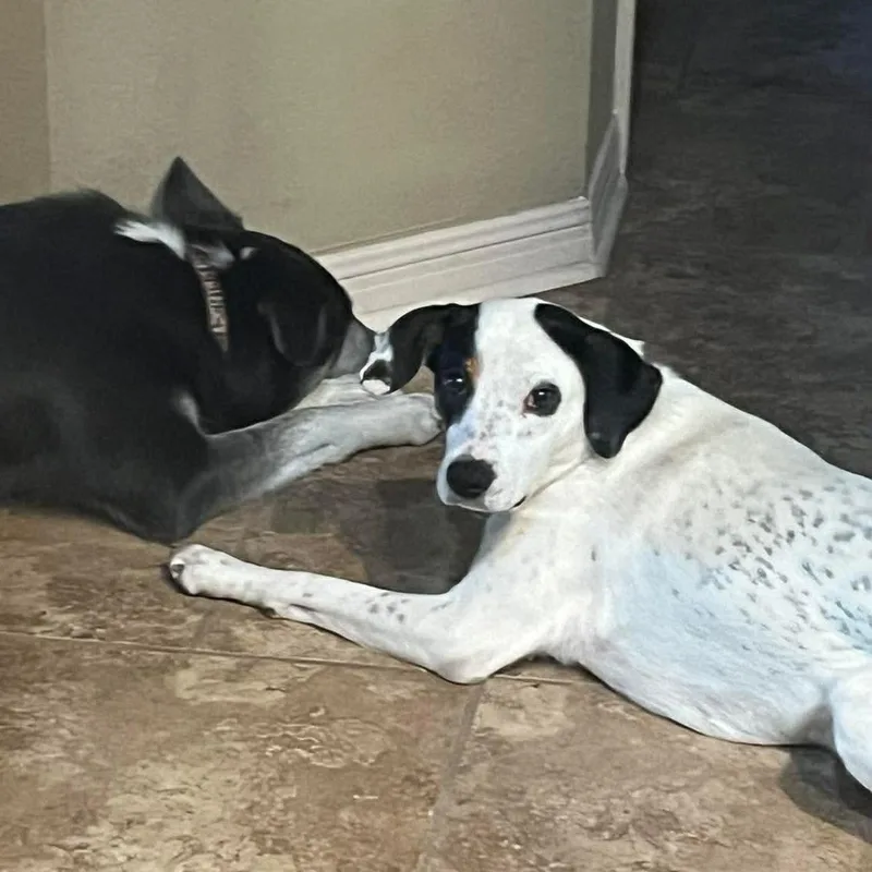 A young medium-sized female White / Cream Pointer dog named Denise for adoption in Warren, RI