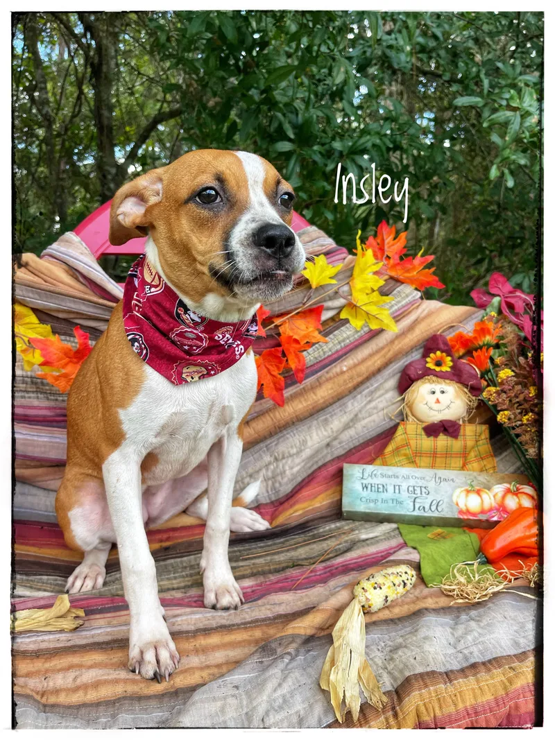 A baby medium-sized female Catahoula Leopard Dog dog named Insley for adoption in Sebring, FL