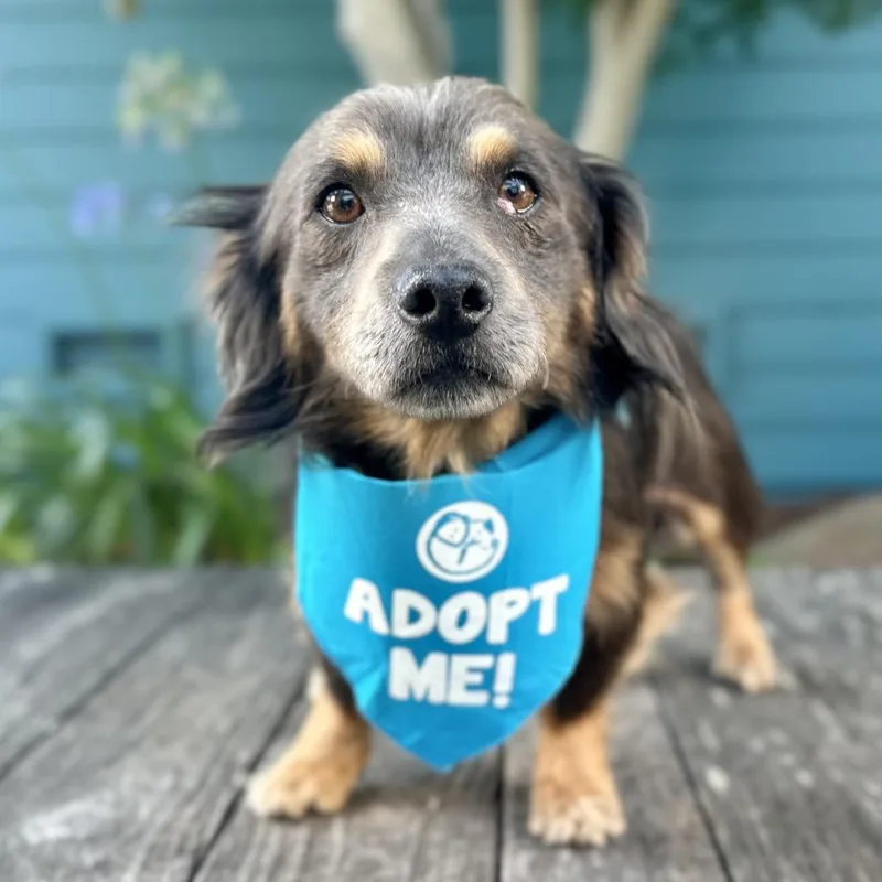 Butterscotch thumbnail 2